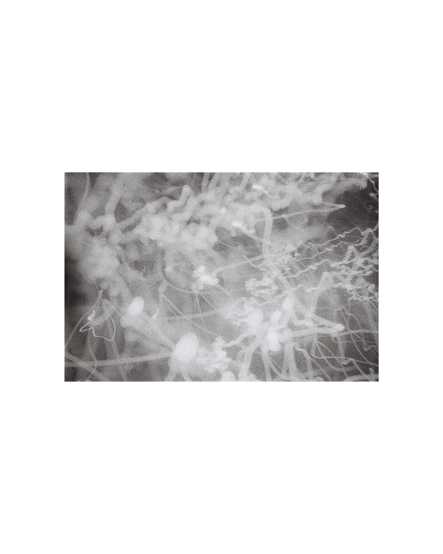 Fotografía-Black spring.