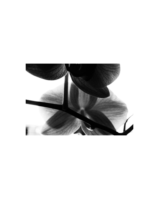 Fotografía-Black spring.