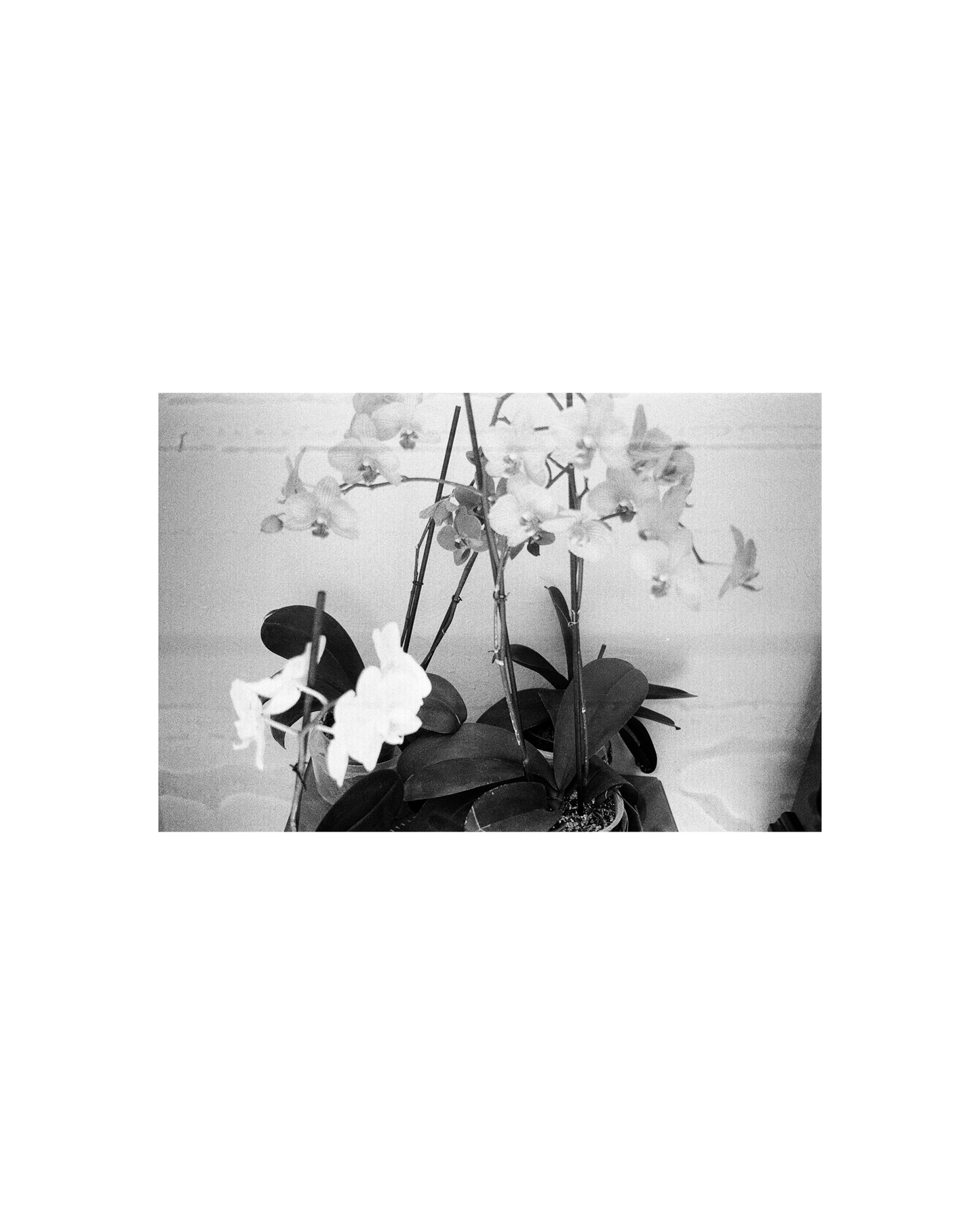 Fotografía-Black spring.