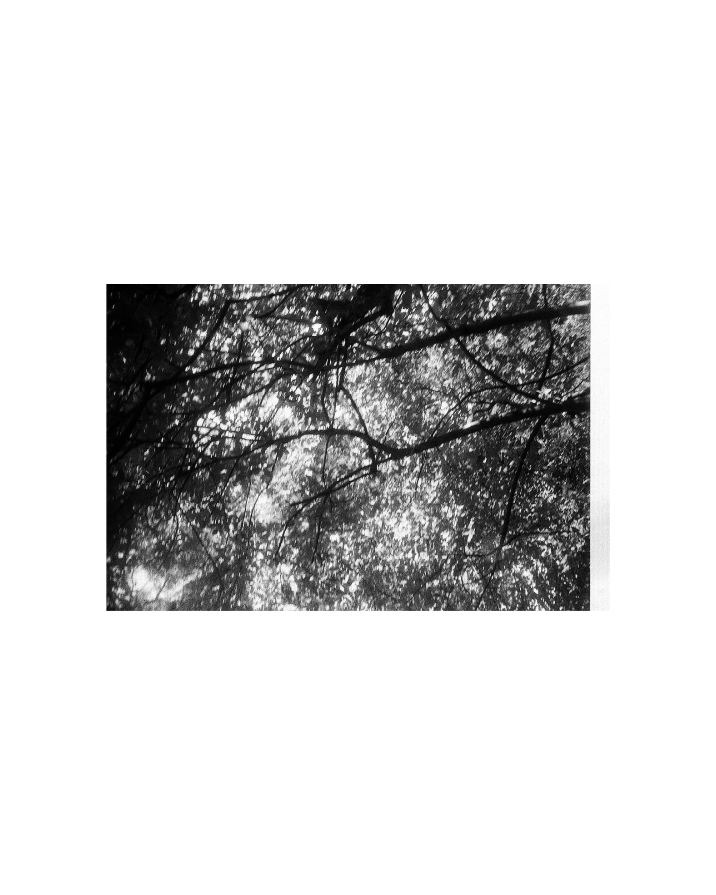 Fotografía-Black spring.